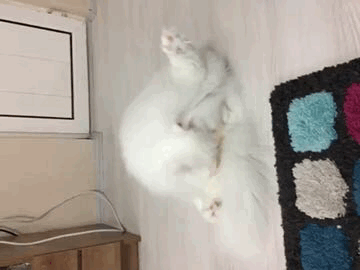 093D0A5B-9AFD-4000-B6C6-AEAAA05F1537.gif