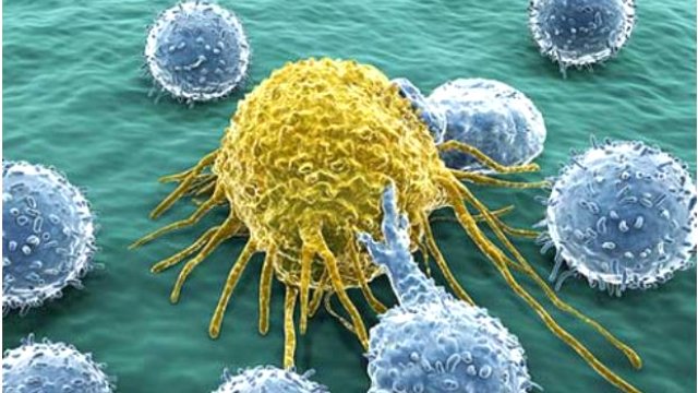 akyuvarlar yabancı cisme saldırıyor görüntüsü.jpg