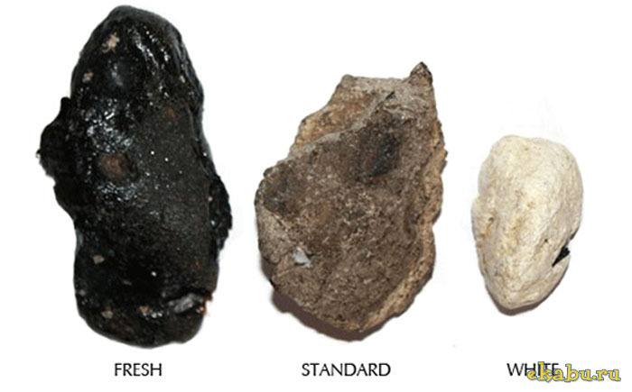 AMBER ( Gri Amber, Balina Amberi, Ambergris ) fresh standart white ambergris.jpeg