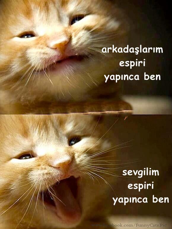 arkadaş ve sevgili espirisi farkları kedi gülümsemeleri.jpg