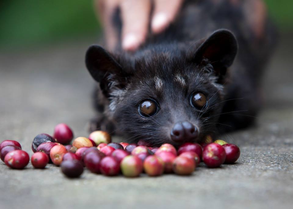 civet-coffee-the-worlds-most-expensive-foods kahve ve sevimli civet resmi k.jpg
