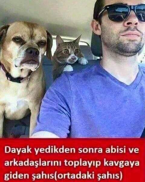 dayak kedi kavga abi arkadaş toplayan kedi.jpg