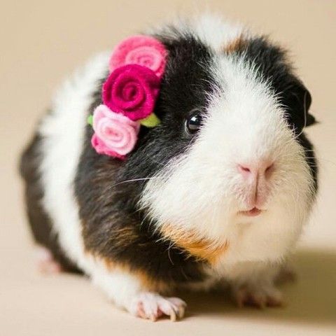 ginepig guinea pig sevimli yanlarda süsleri var.jpg