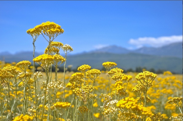 immortelle 1.jpg