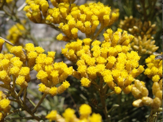 immortelle 2.jpg