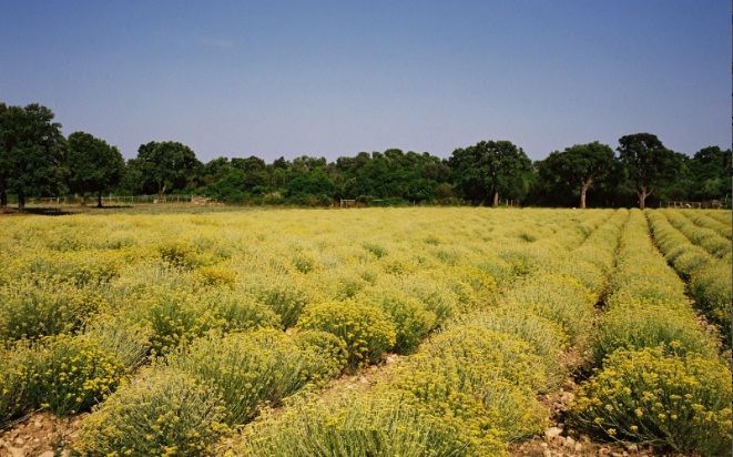 immortelle 3.jpg