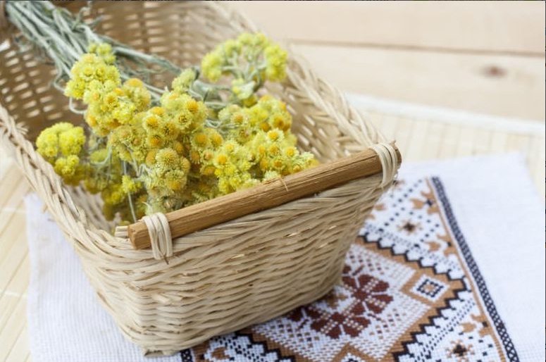 immortelle 4.jpg