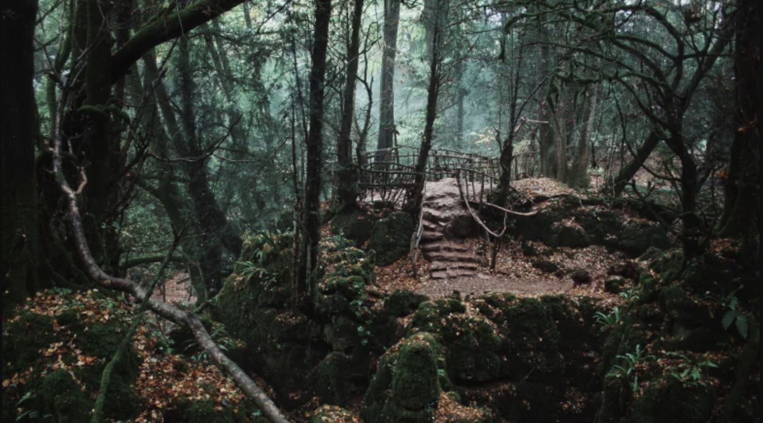 mirkwood.JPG