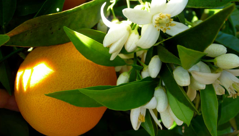 Neroli-Oil-Benefits-Lheritier-Skincare.png
