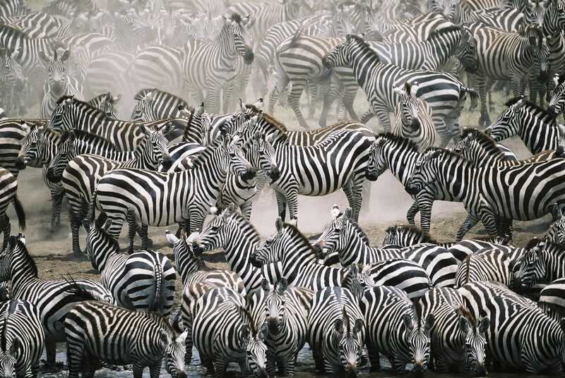 zebra-surusu-kanvas-tablo-hayvan-kanvas-tablo-kanvas-tablo-4923-52-B.jpg