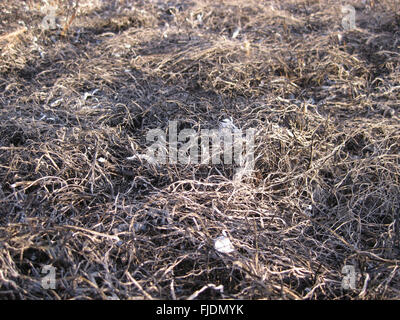 background-from-the-ashes-of-the-burnt-grass-plant-ash-on-the-field-fjdmyk.jpg